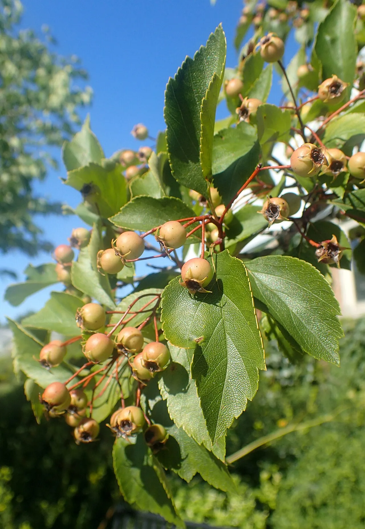 Glossy Hawthorn — photo by Krzysztof Ziarnek, Kenraiz