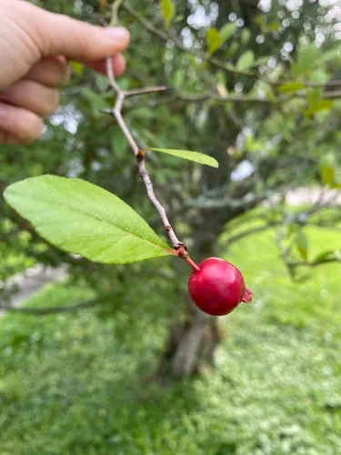 Western Mayhaw — photo by irinashport