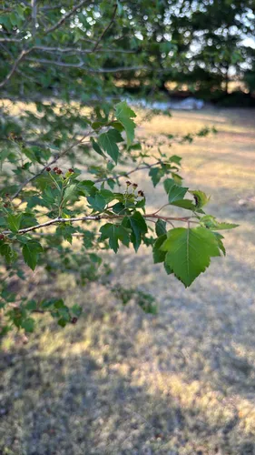 Washington Hawthorn — photo by Stacy McLain
