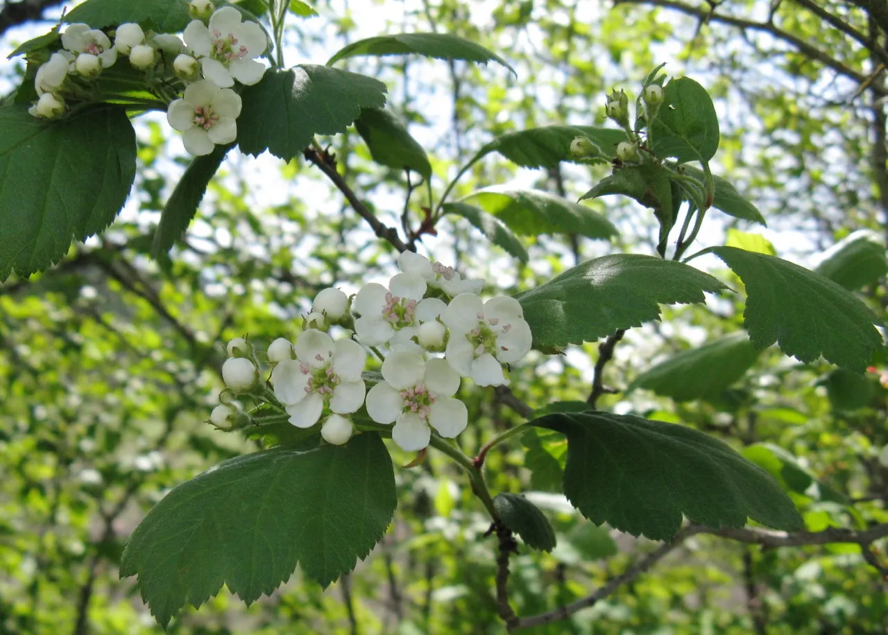 Phipps' Hawthorn — photo by User:Nadiatalent