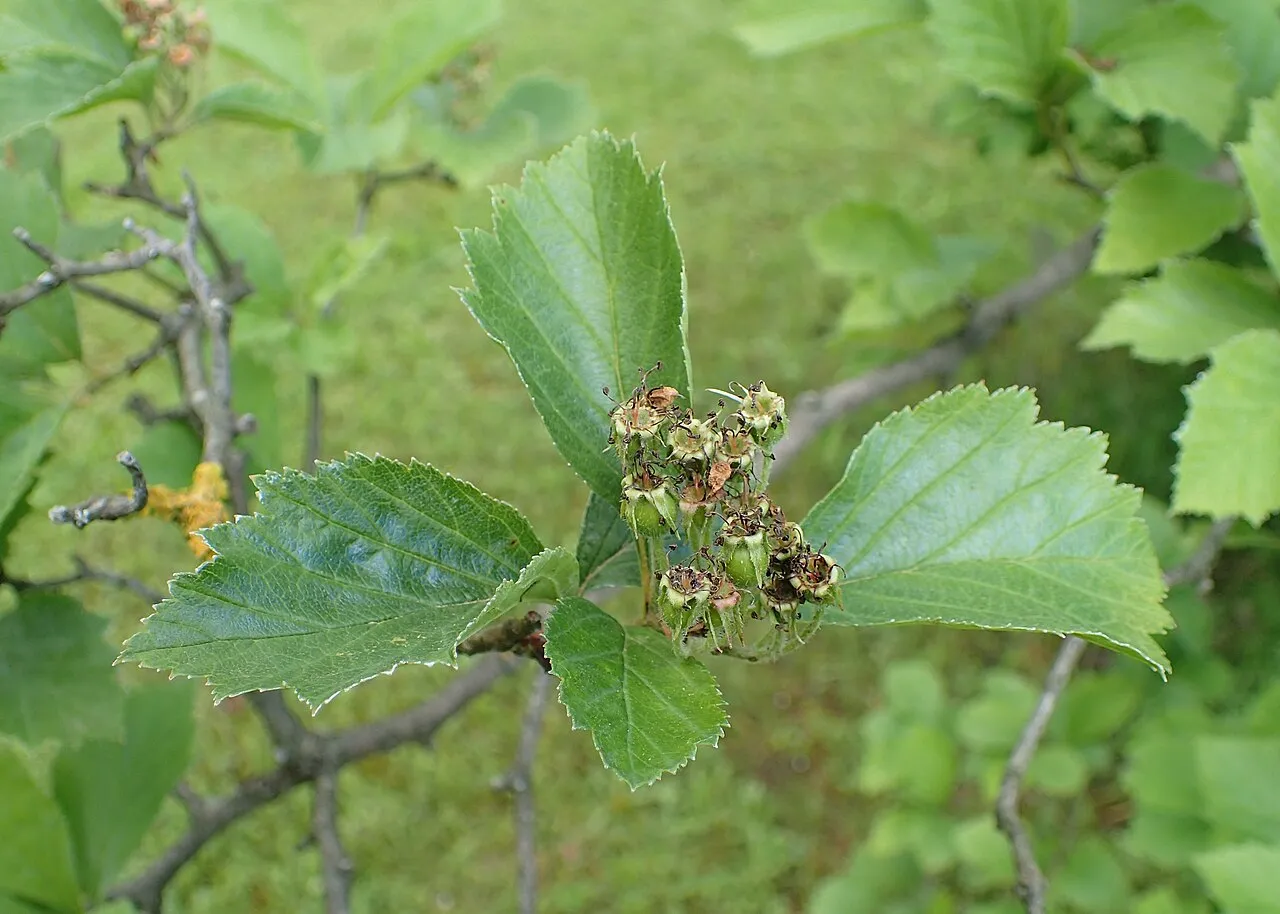 Pringle's Hawthorn — photo by Krzysztof Ziarnek, Kenraiz