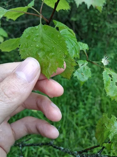 Waxyfruit Hawthorn — photo by Keith Kutsko