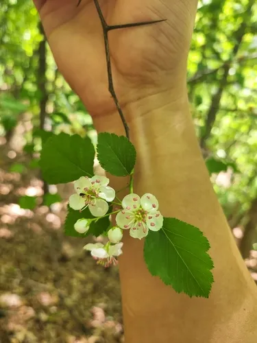 Beautiful Hawthorn — photo by James Ojascastro