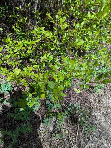River Hawthorn — photo by Fallon Livingston