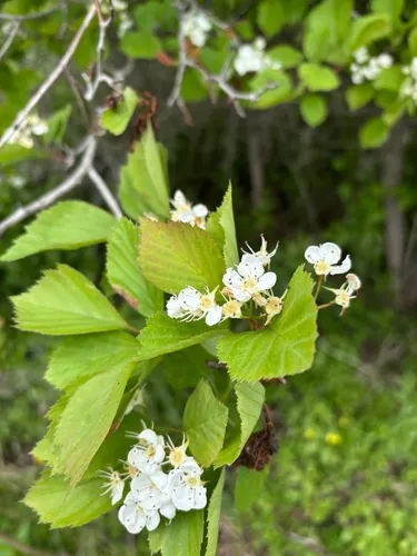 Rough Hawthorn — photo by Alec Lindsay