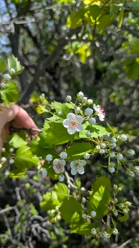 Schuette's Hawthorn — photo by Marc-Aurèle Vallée