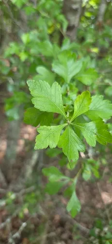Littlehip Hawthorn — photo by Jennifer Harris