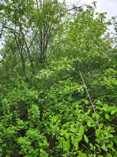 Quebec Hawthorn — photo by Étienne Léveillé-Bourret