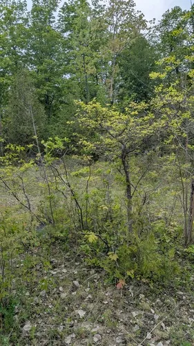 Caughuawaga Hawthorn — photo by Marc-Aurèle Vallée