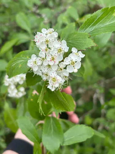 Suksdorf's Hawthorn — photo by santiagocastells