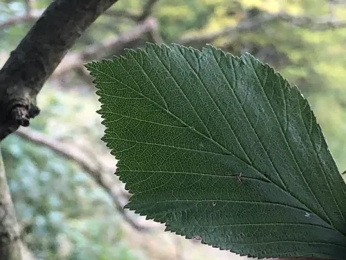 Keystone Hawthorn — photo by Tomás Curtis