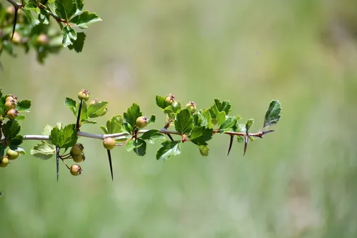 Tracy's Hawthorn — photo by Jon McIntyre