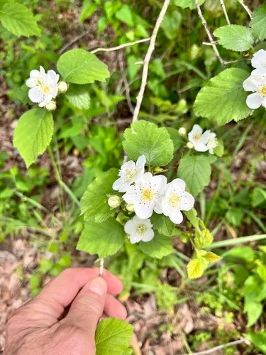 Threeflower Hawthorn — photo by tallpaultheforester