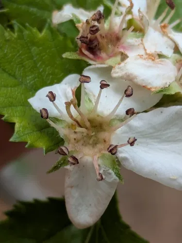 Turner's Hawthorn — photo by Eric Knight