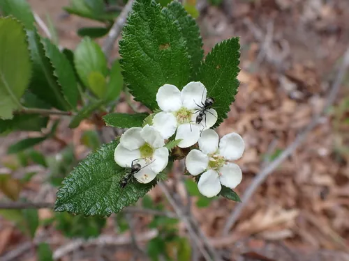 Dwarf Hawthorn