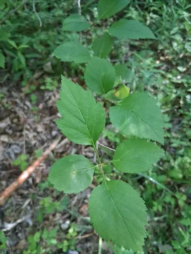 Green Hawthorn — photo by Michael Oakley