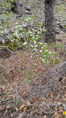 Wooton's Hawthorn — photo by Wendy Graves