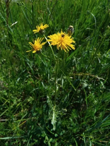 Rough Hawksbeard — photo by Daniela Tomášiková