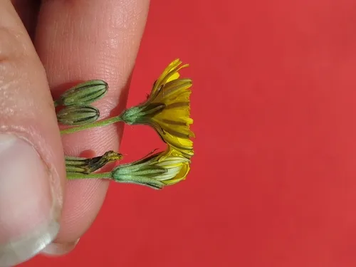 Italian Hawksbeard — photo by Marianna Farina