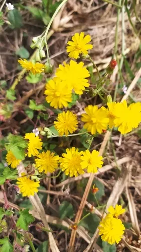 Smooth Hawksbeard — photo by Paulo Domingues