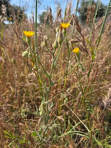Stinking Hawksbeard (var. foetida) — photo by Pedro Beja