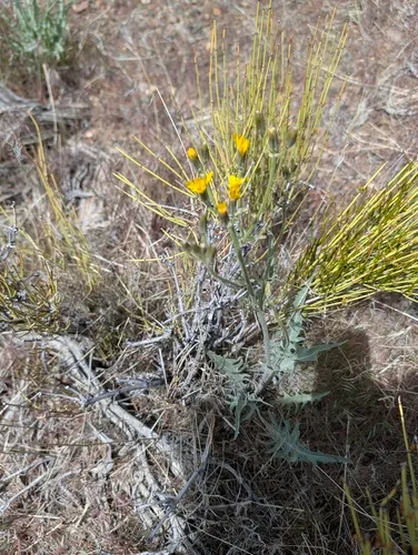 Limestone Hawksbeard
