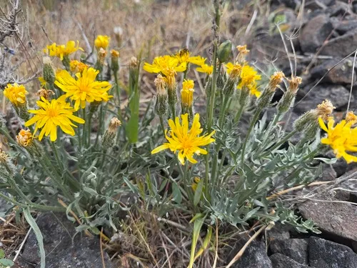 Modoc Hawksbeard