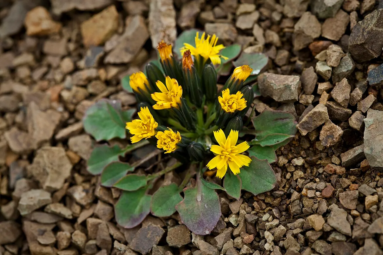 Dwarf Alpine Hawksbeard