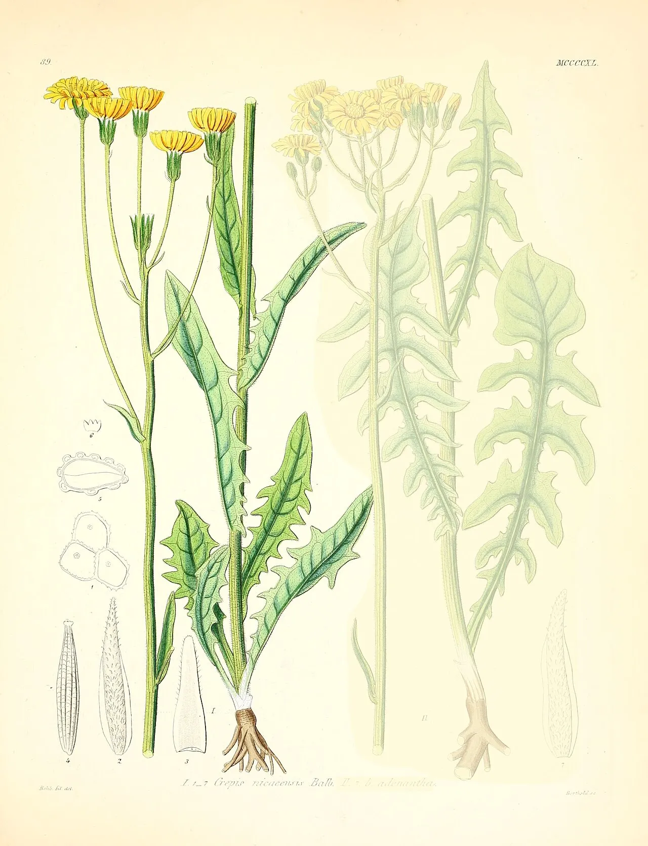 Turkish Hawksbeard — photo by Oceancetaceen - Alice Chodura