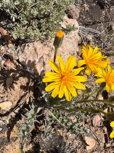 Largeflower Hawksbeard