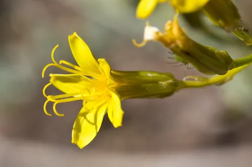 Nakedstem Hawksbeard — photo by Ken-ichi Ueda