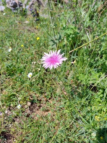 Red Hawksbeard — photo by Gabriele La Grasta
