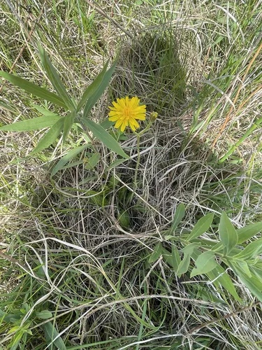 Fiddleleaf Hawksbeard