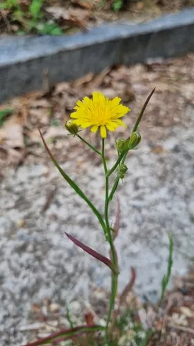 Narrowleaf Hawksbeard — photo by Jonghwan Choi
