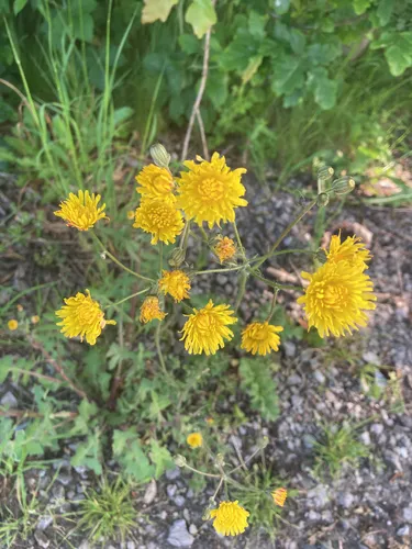 Beaked Hawksbeard — photo by janeascending
