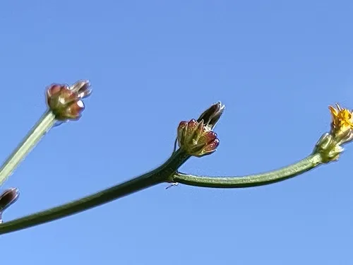 Striped Hawksbeard — photo by Dr. Ulrike Licht