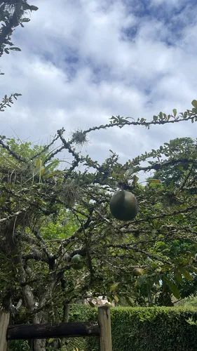 Common Calabash Tree