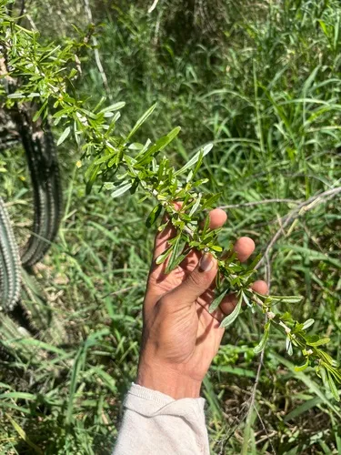 Higuerito — photo by Erid Román-Rosario