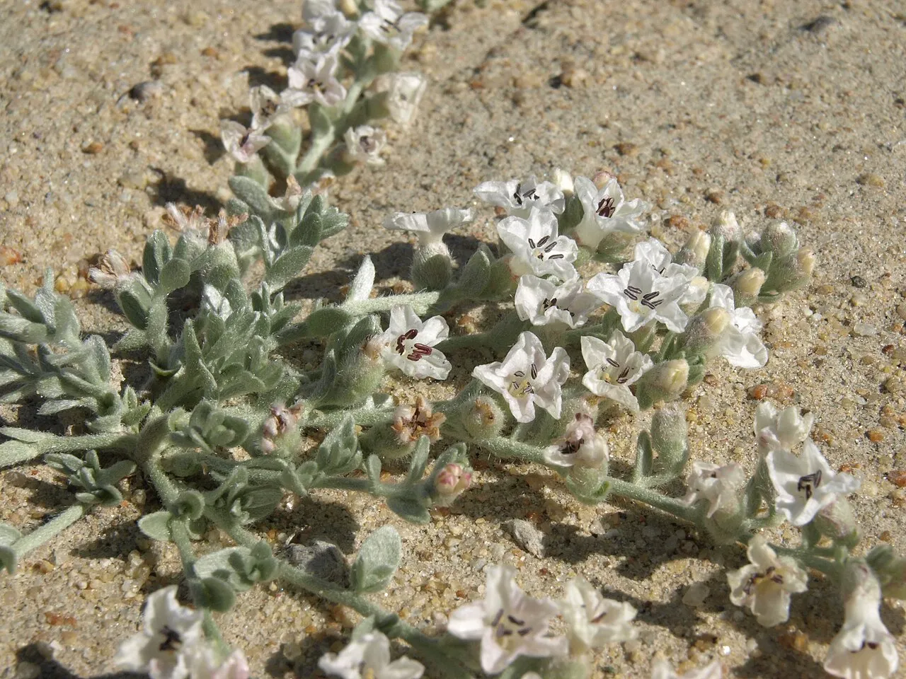Spreading Alkaliweed — photo by Jim Morefield from Nevada, USA