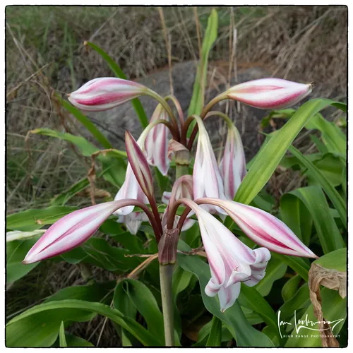 Ceylon Swamplily