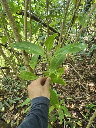 Puerto Rico Thoroughwort — photo by Juan Gabriel