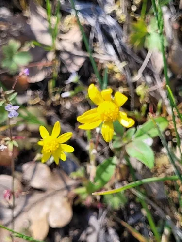 Common Spring-gold — photo by Kate Turner