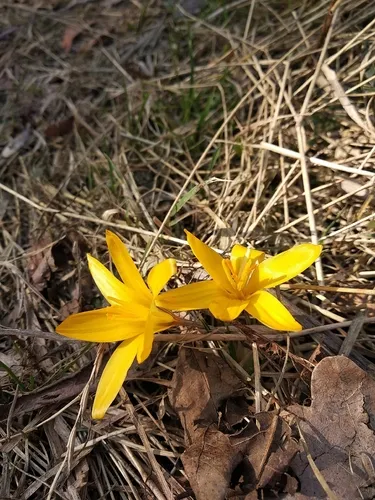 Cloth Of Gold