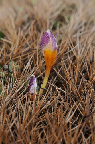 Sieber's Crocus