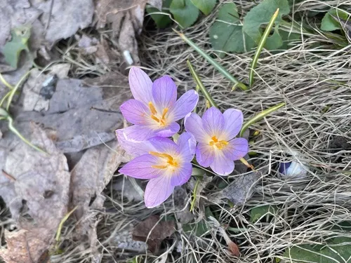 Woodland Crocus