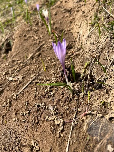 Dutch Crocus