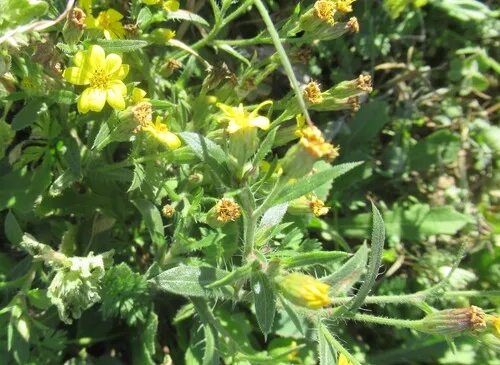 Slender Scratchdaisy