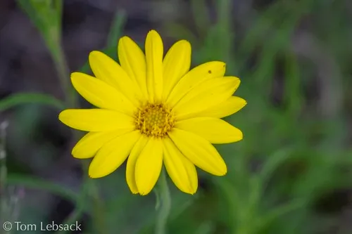 Hooker's Scratchdaisy — photo by Tom Lebsack