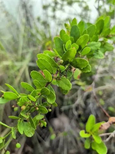 Maidenberry — photo by Kyle Dettloff