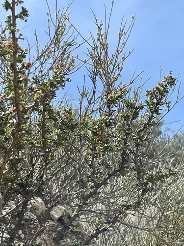 Ragged Rockflower
